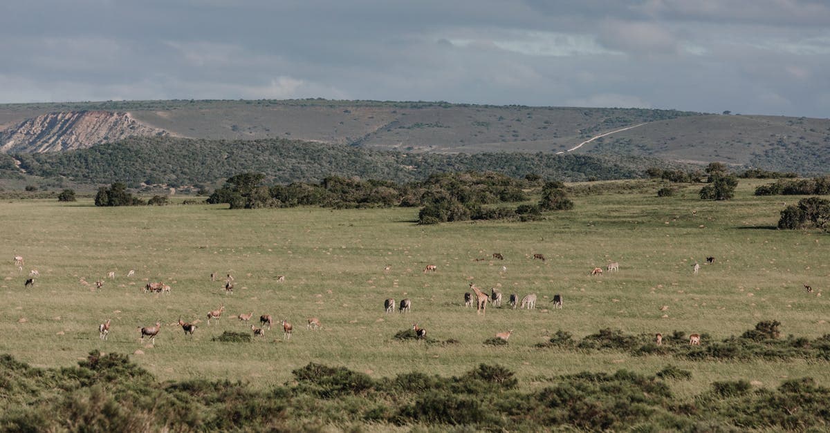 Cover Image for Discover Thrilling African Safari Deals: Adventure Awaits You!