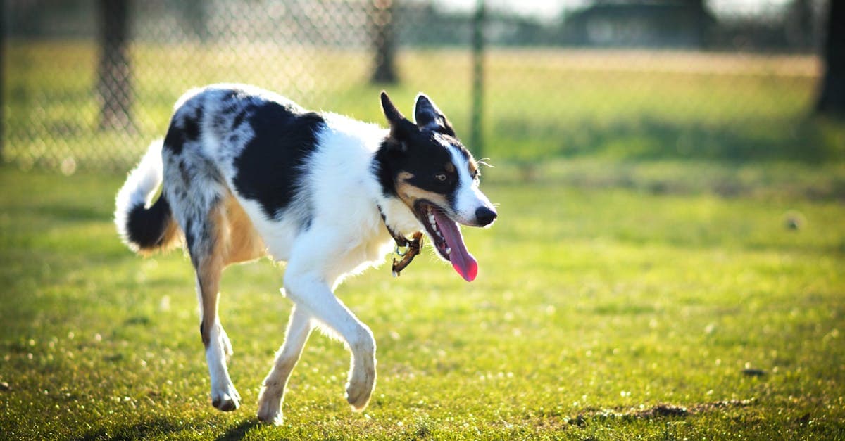 Cover Image for Pawsitive Opportunities: A Guide to Thriving as a Dog Walker