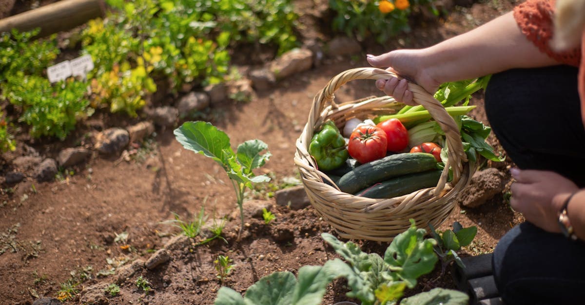 Cover Image for Unlocking the Secrets of Successful Homesteading Programs