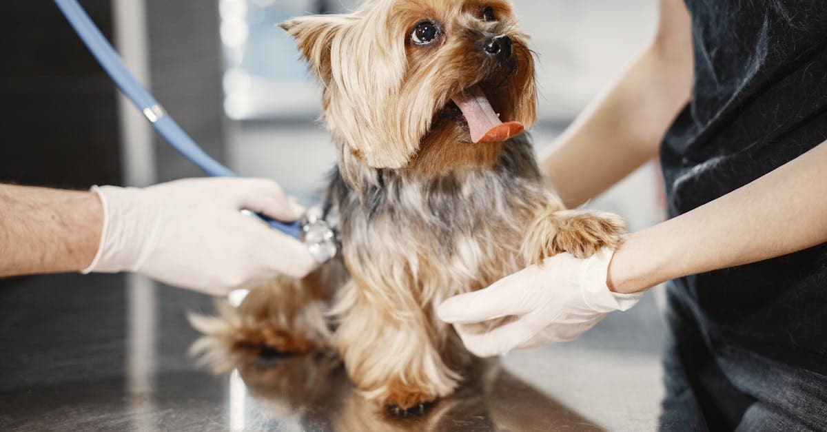 Cover Image for Choosing the Right Vet: Your Pet's Health is Our Priority